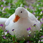 Call-Ducks-min.png