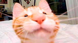 maxresdefault.png
