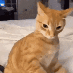 gato-katzen.gif